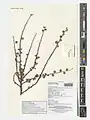 Cotoneaster nummularius • سیاه چوب
