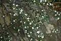 Cotoneaster nummularius • سیاه چوب