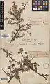 Cotoneaster nummularius • سیاه چوب
