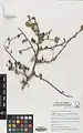 Cotoneaster nummularius • سیاه چوب