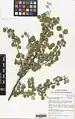 Cotoneaster nummularius • سیاه چوب