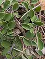 Cotoneaster nummularius • سیاه چوب