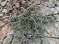 Cotoneaster nummularius • سیاه چوب