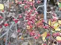 Cotoneaster nummularius • سیاه چوب