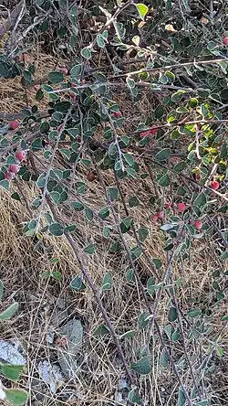 Cotoneaster nummularius • سیاه چوب