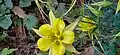 Aquilegia chrysantha • تاجالملوک زینتی