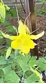Aquilegia chrysantha • تاجالملوک زینتی