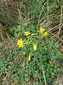 Aquilegia chrysantha • تاجالملوک زینتی