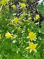Aquilegia chrysantha • تاجالملوک زینتی