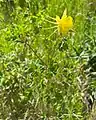 Aquilegia chrysantha • تاجالملوک زینتی