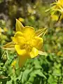 Aquilegia chrysantha • تاجالملوک زینتی