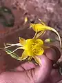 Aquilegia chrysantha • تاجالملوک زینتی