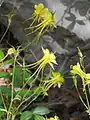 Aquilegia chrysantha • تاجالملوک زینتی