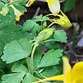 Aquilegia chrysantha • تاجالملوک زینتی