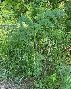Chaerophyllum bulbosum • جعفریفرنگی غدهدار
