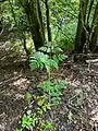 Chaerophyllum bulbosum • جعفریفرنگی غدهدار