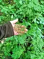 Chaerophyllum bulbosum • جعفریفرنگی غدهدار