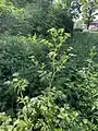 Chaerophyllum bulbosum • جعفریفرنگی غدهدار