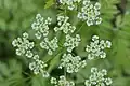 Chaerophyllum bulbosum • جعفریفرنگی غدهدار