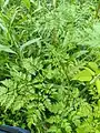 Chaerophyllum bulbosum • جعفریفرنگی غدهدار