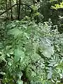 Chaerophyllum bulbosum • جعفریفرنگی غدهدار