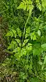 Chaerophyllum bulbosum • جعفریفرنگی غدهدار
