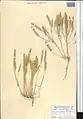 Alyssum szovitsianum • قدومه آراراتی