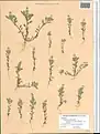 Alyssum szovitsianum • قدومه آراراتی