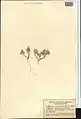 Alyssum szovitsianum • قدومه آراراتی