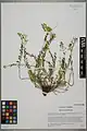 Alyssum repens • قدومه خزنده