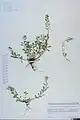 Alyssum repens • قدومه خزنده