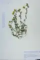 Alyssum repens • قدومه خزنده