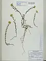 Alyssum repens • قدومه خزنده