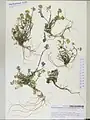 Alyssum repens • قدومه خزنده