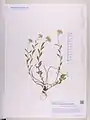 Alyssum repens • قدومه خزنده