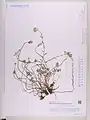 Alyssum repens • قدومه خزنده