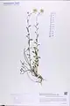 Alyssum repens • قدومه خزنده
