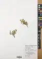 Alyssum repens • قدومه خزنده