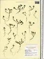 Alyssum minutum • قدومه کوچک