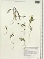 Alyssum minutum • قدومه کوچک
