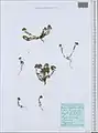 Alyssum minutum • قدومه کوچک