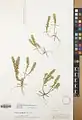 Alyssum contemptum • قدومه انبوه