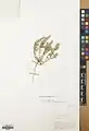 Alyssum contemptum • قدومه انبوه