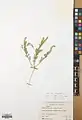 Alyssum contemptum • قدومه انبوه