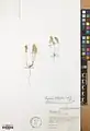 Alyssum contemptum • قدومه انبوه