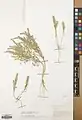 Alyssum contemptum • قدومه انبوه
