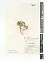 Alyssum contemptum • قدومه انبوه