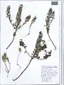 Alyssum hirsutum • قدومه کرکدار