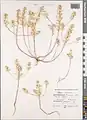 Alyssum hirsutum • قدومه کرکدار