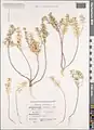 Alyssum hirsutum • قدومه کرکدار